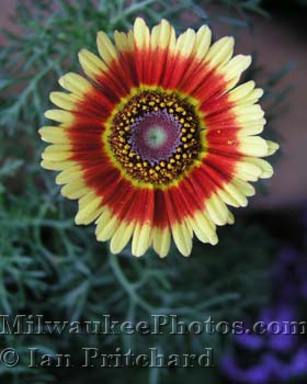 Photograph of Huge flower from www.MilwaukeePhotos.com (C )Ian Pritchard